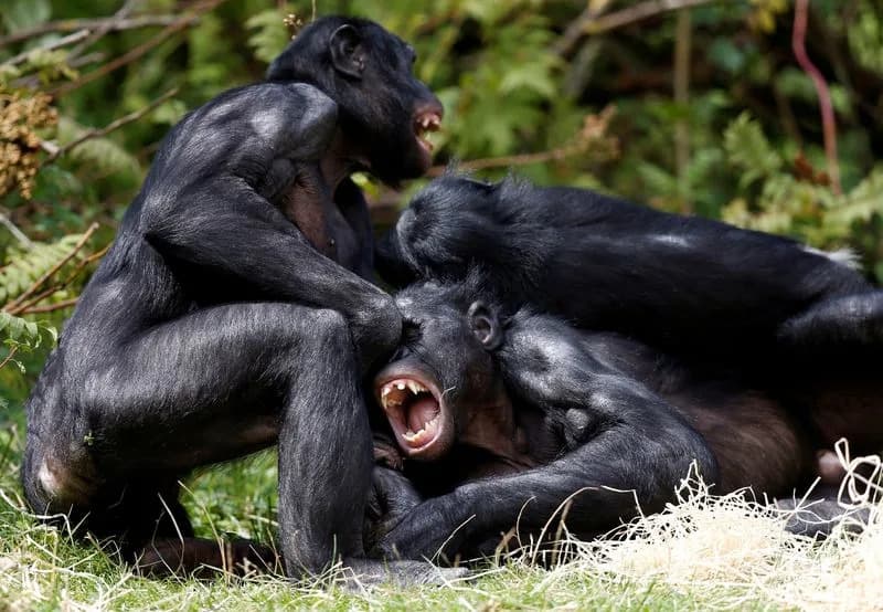 New Study Challenges Idea That Bonobos Are Naturally More Peaceful Than Chimps