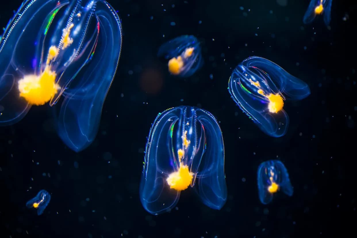 This Strange Comb Jelly Structure May Be an Ancestral Brain — 3D Study Reveals Unexpected Complexity