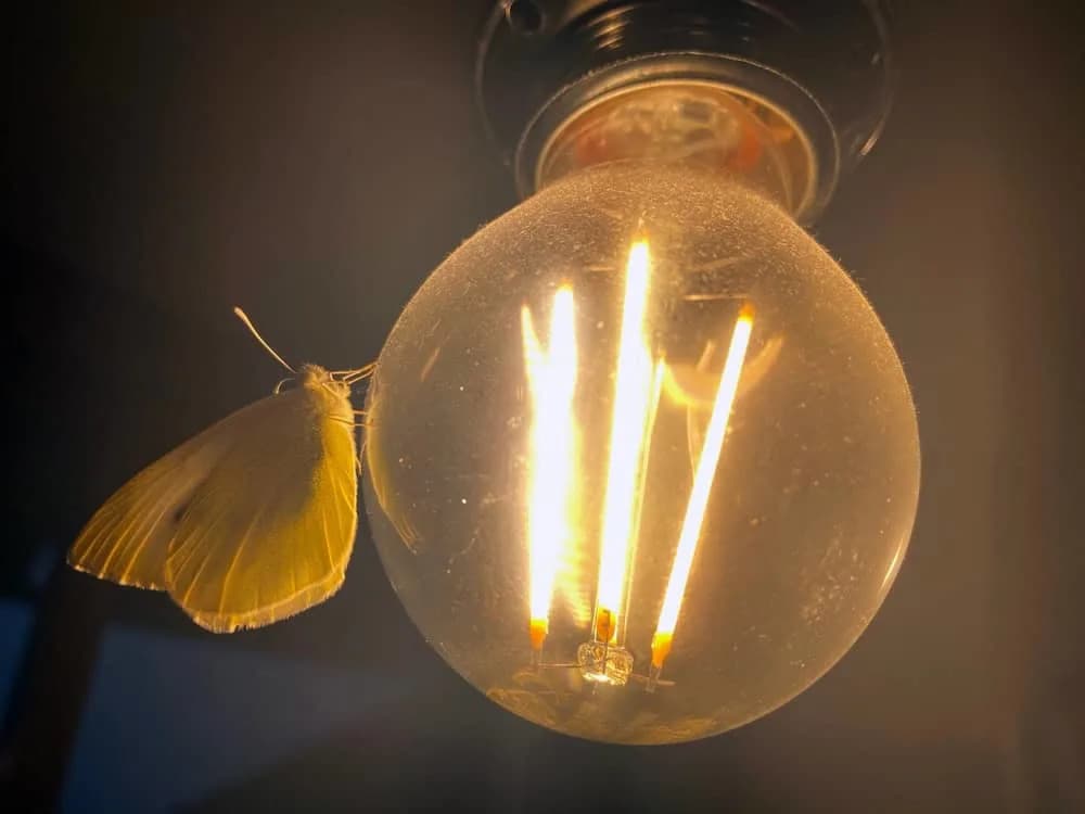 New Study Explains Why Moths and Other Insects Keep Circling Artificial Lights