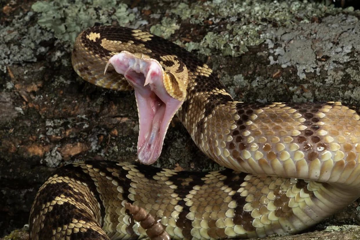 Robotic Rattlesnake Reveals Innate Fear Responses Across 38 Zoo Species