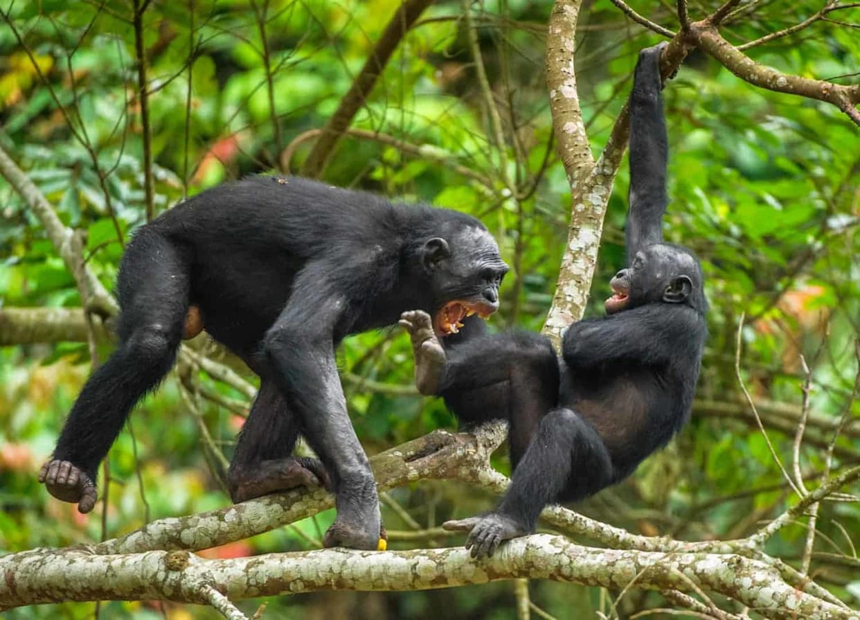 Bonobos Aren’t Always Peaceful: New Study Shows Aggression Is Shaped By Social Structure And Ecology