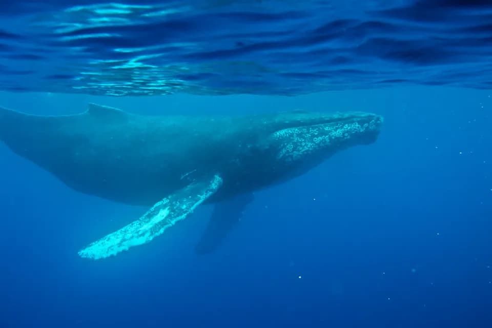 Oldest Known Humpback Recording Unearthed — A Quieter 1940s Ocean Captured on Disc