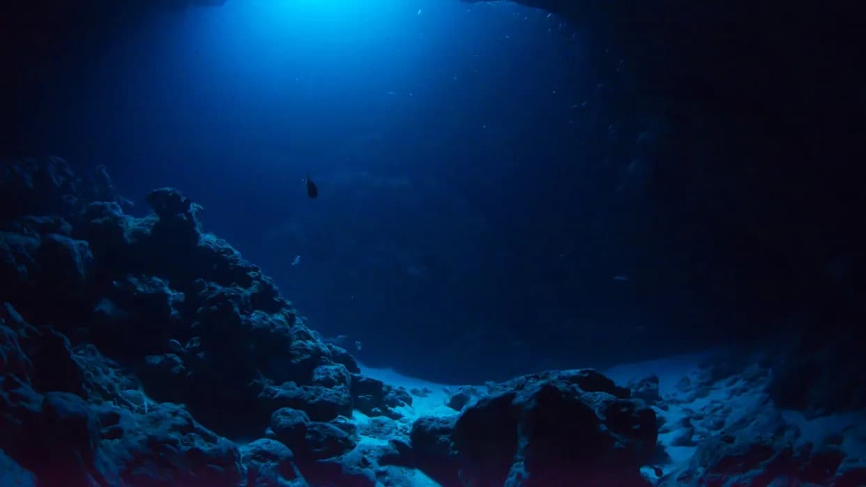 Never-Before-Seen Creatures Discovered on Massive Underwater Mountain Range Near the Caribbean