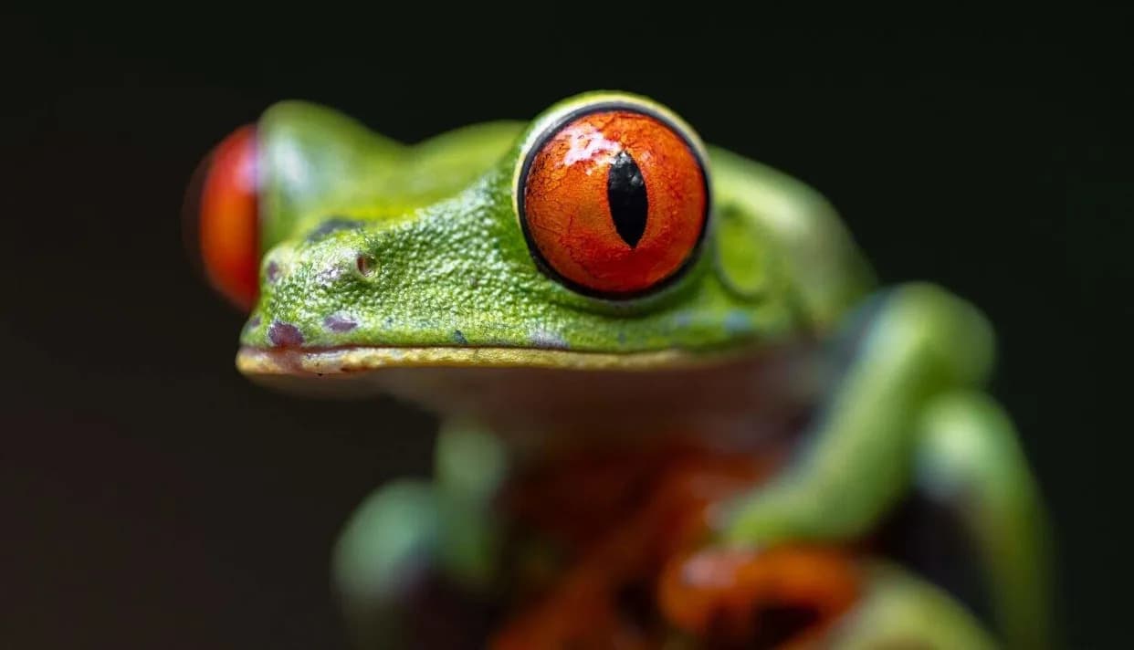 Study Finds About Two Hidden ‘Cryptic’ Species For Every Known Vertebrate
