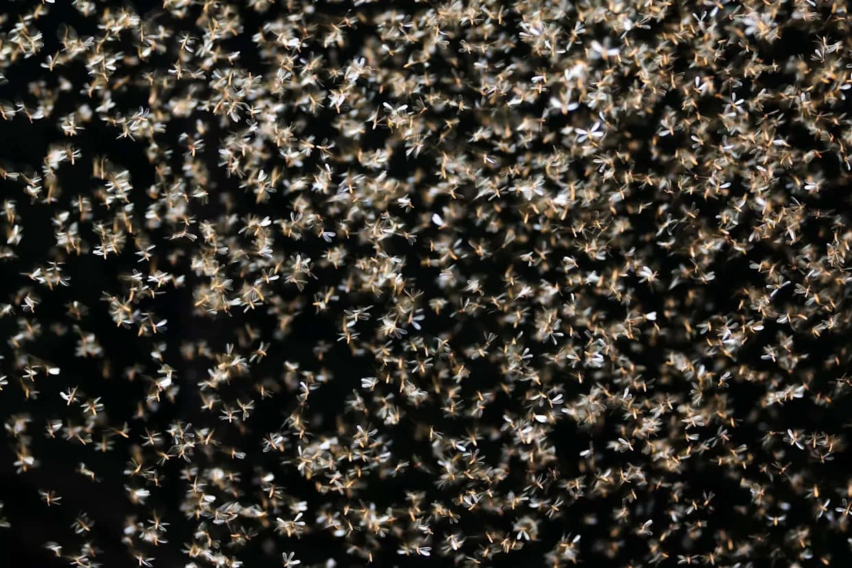 Study Finds Fall Armyworm Moths Use Earth's Magnetic Field Alongside Visual Landmarks to Navigate Night Migrations