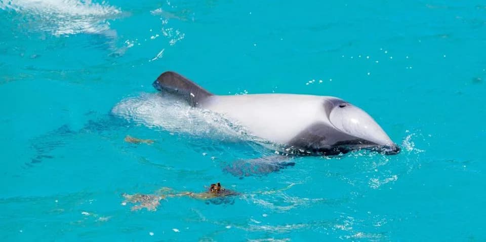 Every Dolphin Counts: How Strandings Are Helping Save the Critically Endangered Māui Dolphin