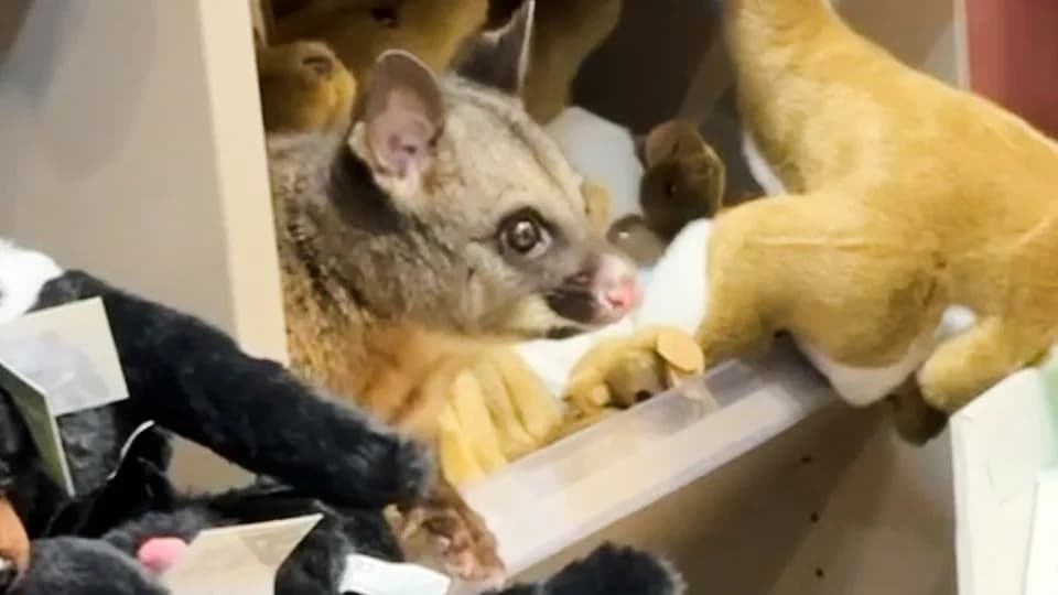 Cheeky Possum Hides Among Plush Toys at Hobart Airport Gift Shop