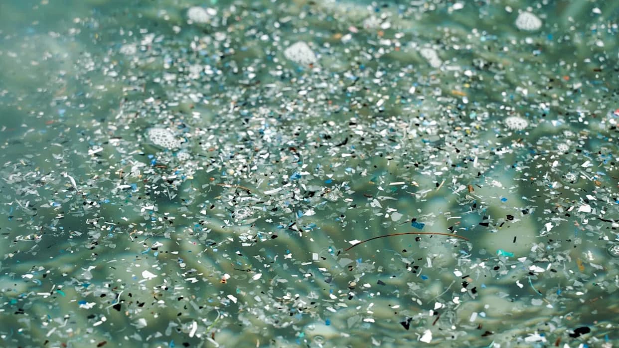 Princeton Turns Egg Whites Into Aerogel That Captures Microplastics From Seawater