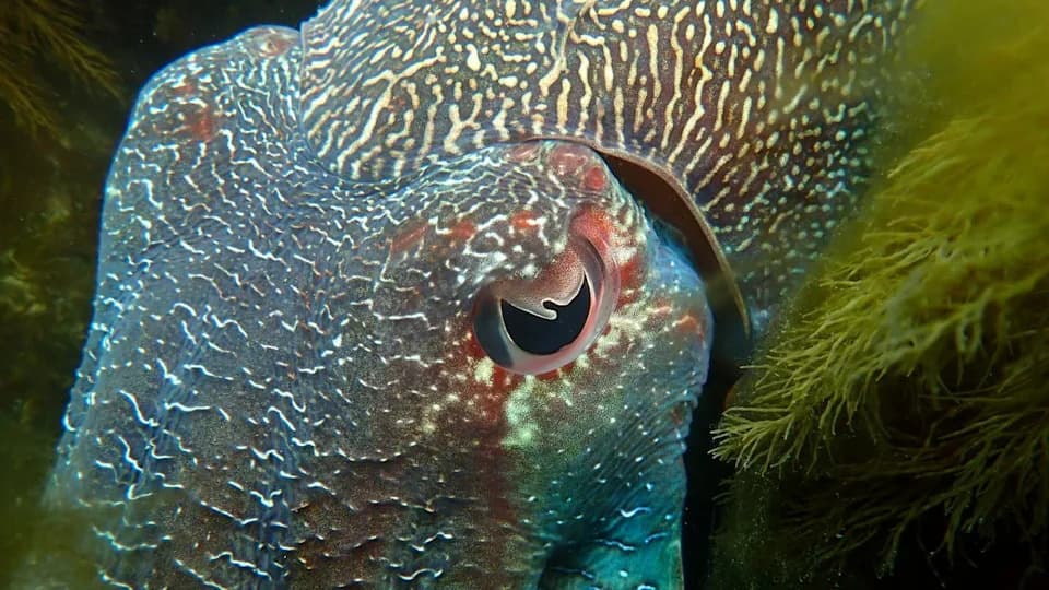 Why Animals Have Different Pupil Shapes: How Eye Design Matches Survival Needs