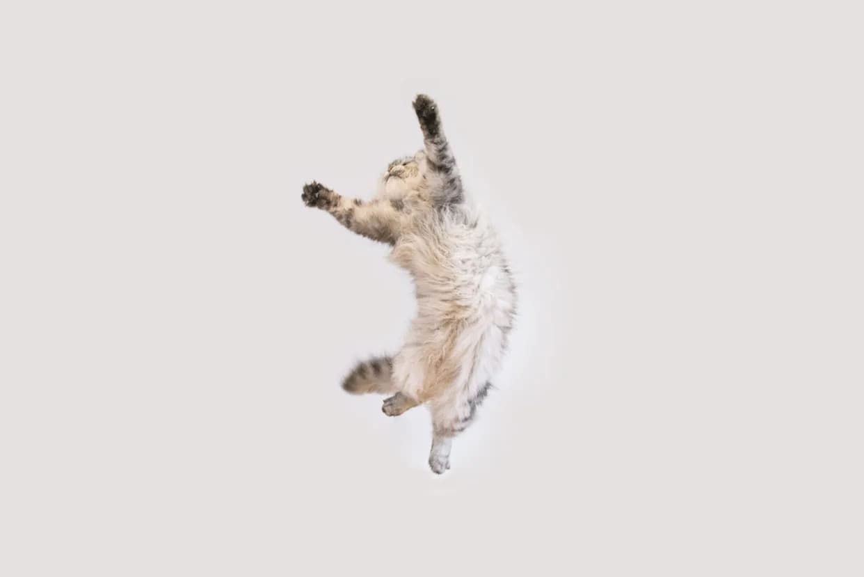 How Cats Twist Midair to Land on Their Feet: New Study Reveals Spine Mechanics