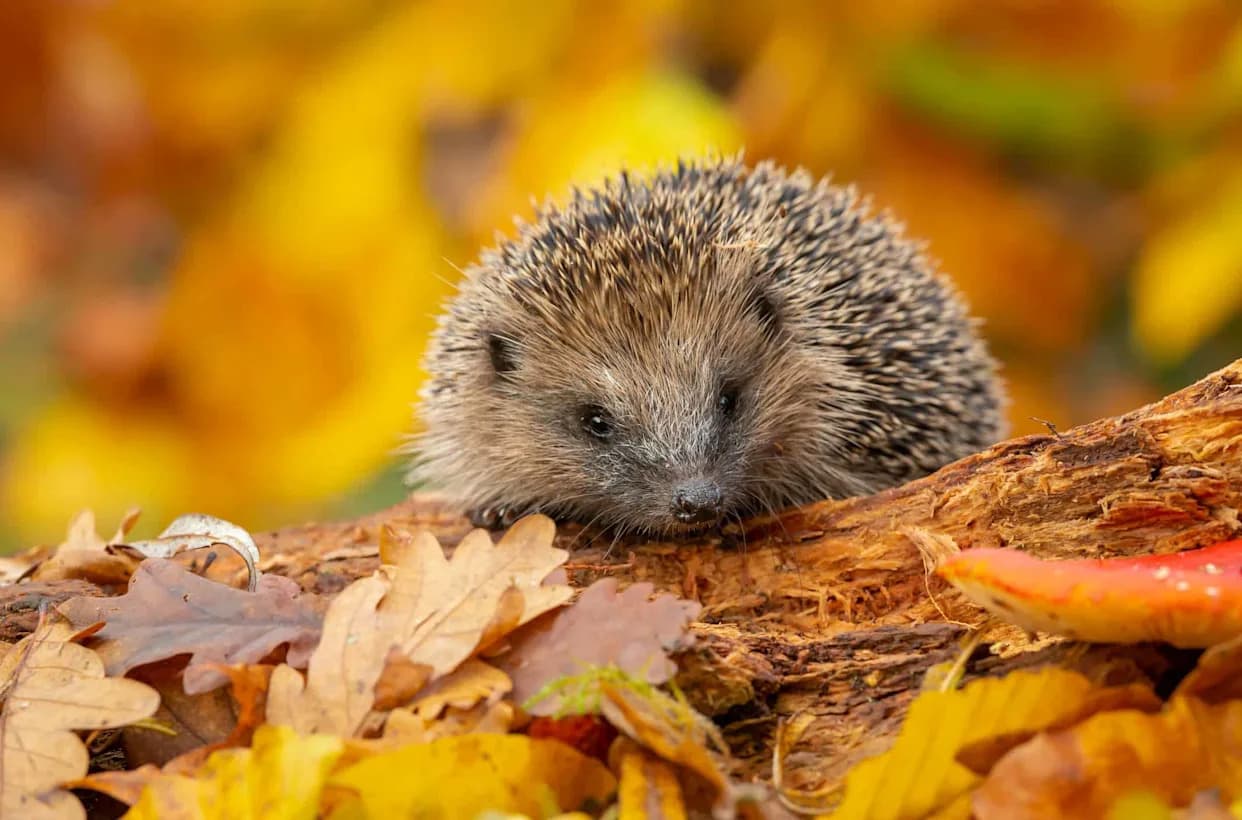 Hedgehogs Hear Ultrasound Up to 85 kHz — A Silent Tool to Reduce Road and Garden Machine Deaths