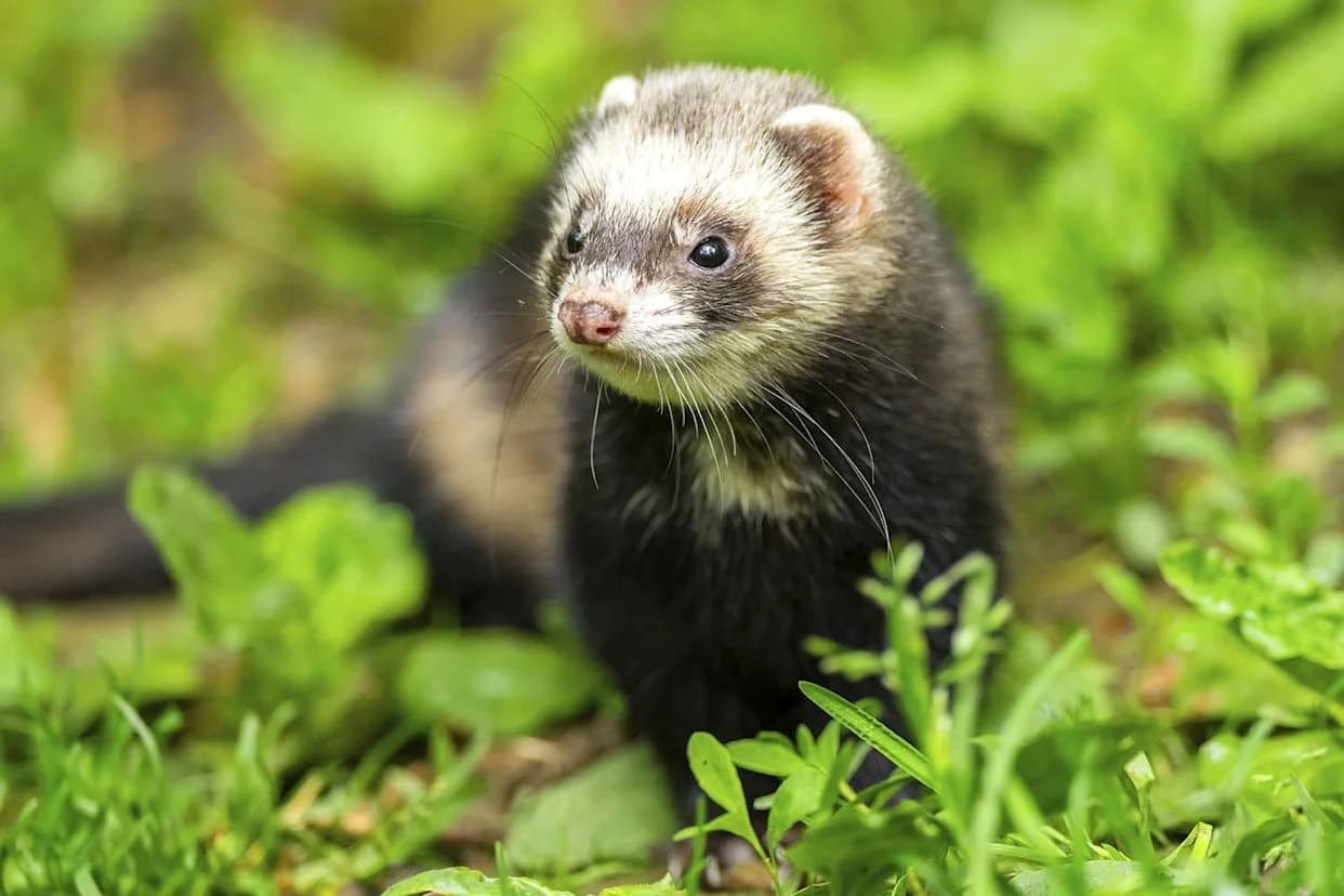 Rathlin Island Declared Ferret-Free After Pioneering Eradication That Protects 250,000+ Seabirds