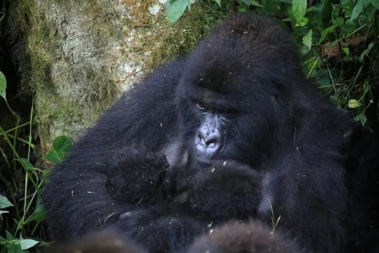 Rare Twin Mountain Gorillas Born in Virunga National Park — A Conservation Bright Spot Amid Conflict