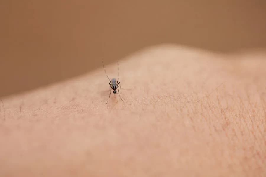 CDC Issues Global Travel Alert as Dengue Cases Rise — How Travelers Can Protect Themselves