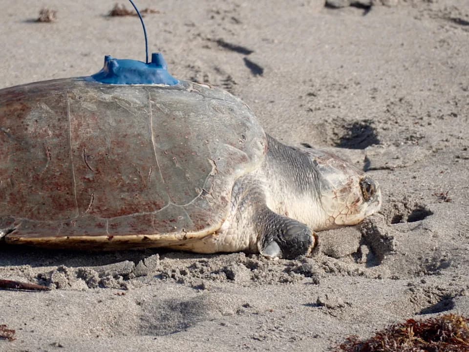 Three-Limbed Kemp's Ridley 'Amelie' Released and Tracked by Satellite After Amputation