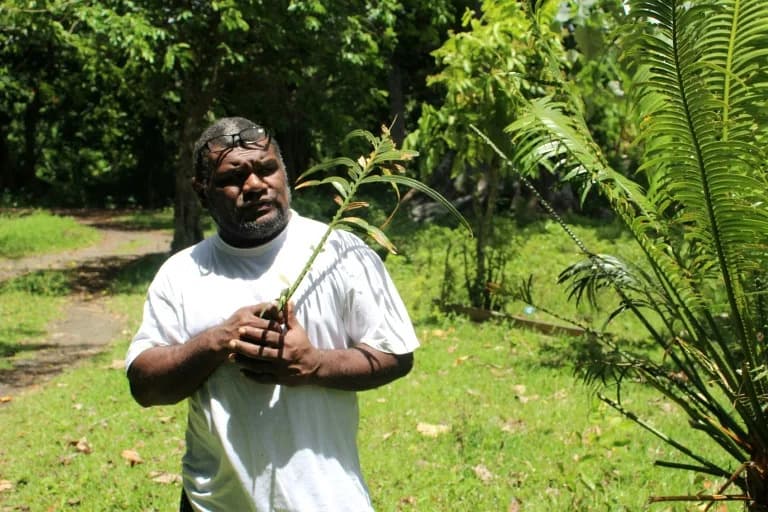 Sacred Namele Leaf Guards Vanuatu's Forests: Tradition Becomes a Conservation Tool