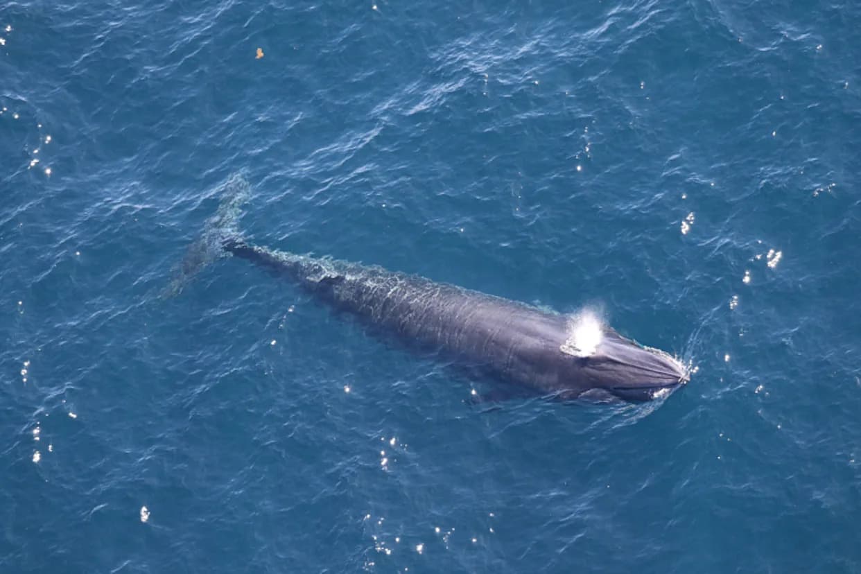 “God Squad” Exempts Gulf Oil From ESA — Rice’s Whale, Now 51 Strong, Faces Greater Peril