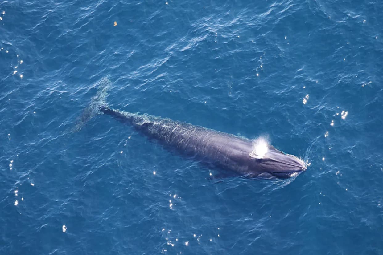 ‘God Squad’ Waives Protections For Rice’s Whales, Prioritizes Gulf Drilling