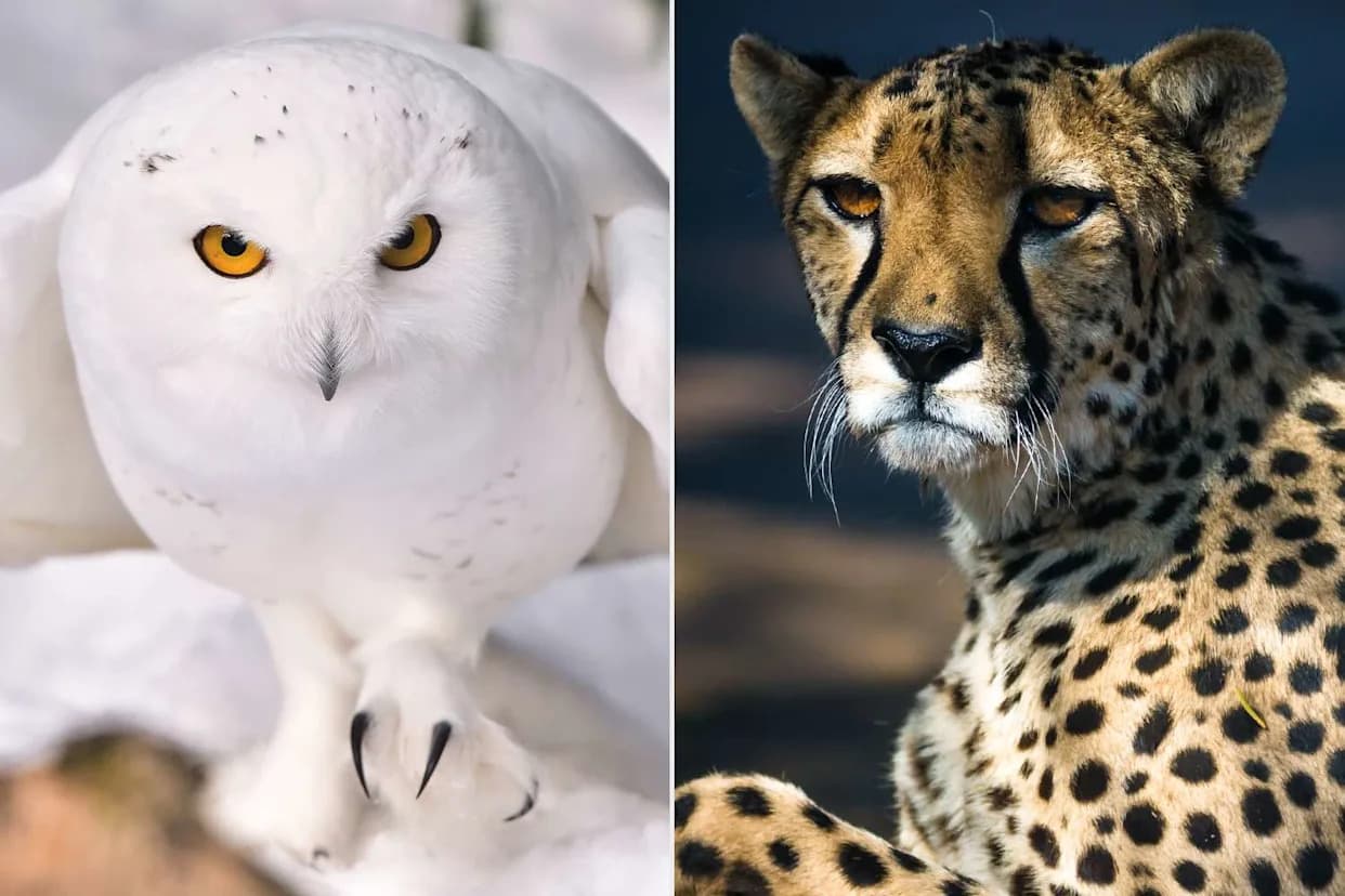 U.N. Strengthens Protections for 40 Migratory Species — From Cheetahs to Great Hammerhead Sharks
