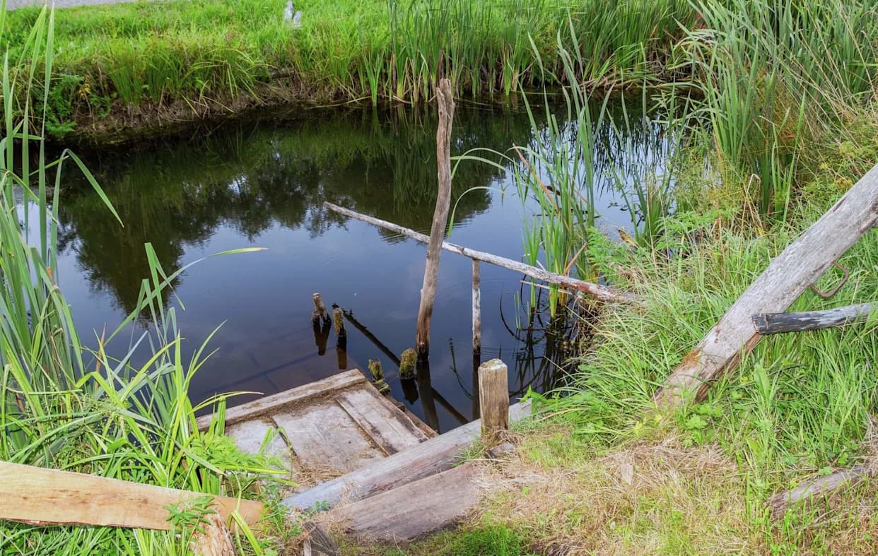 Warmer Ponds Are Changing Frog Mating Calls — Listen for the Shift