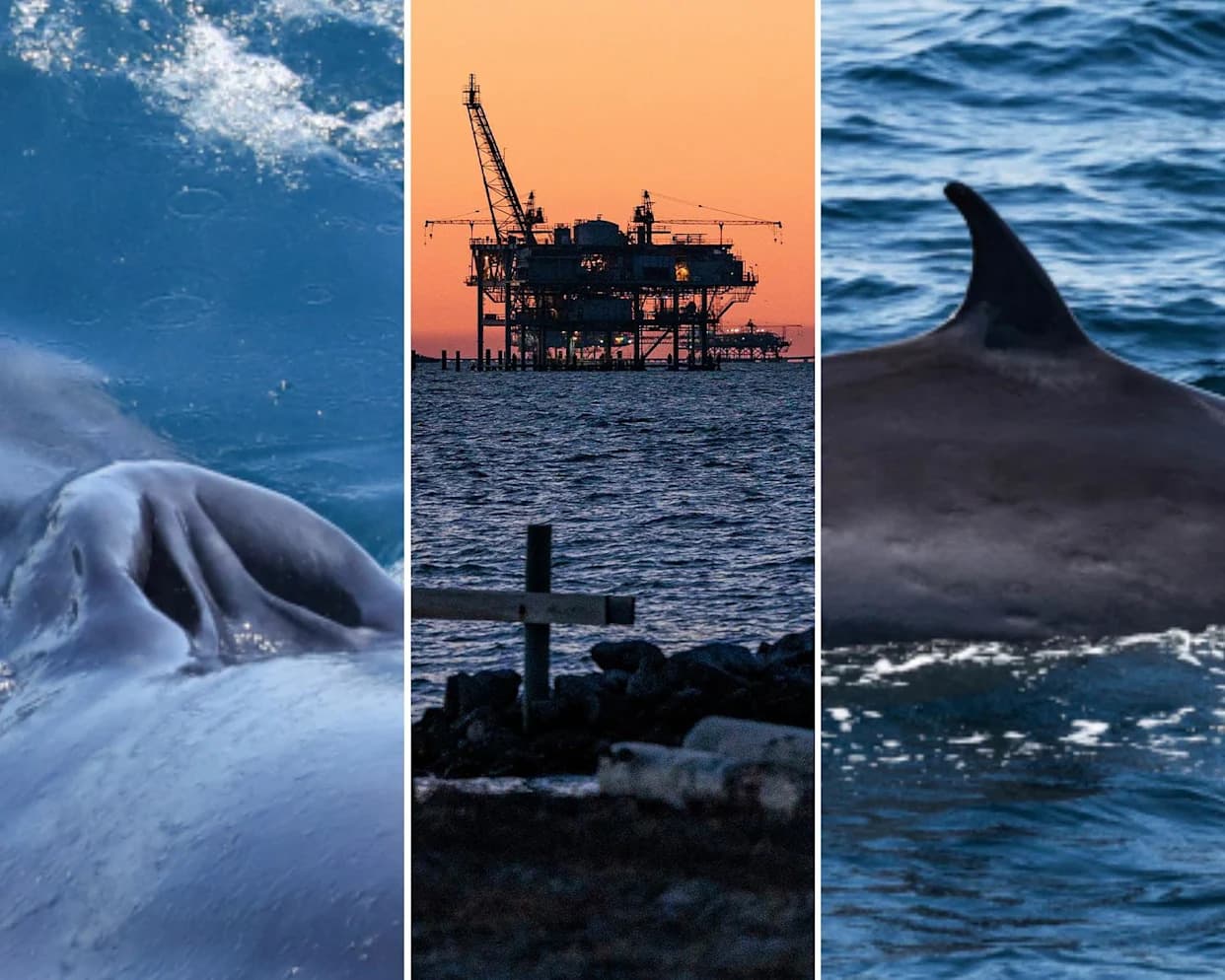 Federal Waiver Puts Rice’s Whale At Risk — Experts Warn Extinction Could Follow