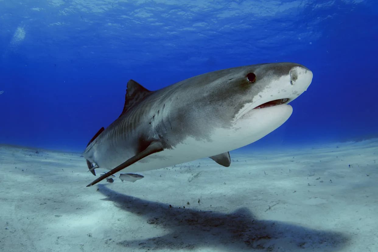 Cocaine, Caffeine and Painkillers Detected in Bahamian Sharks, Study Finds