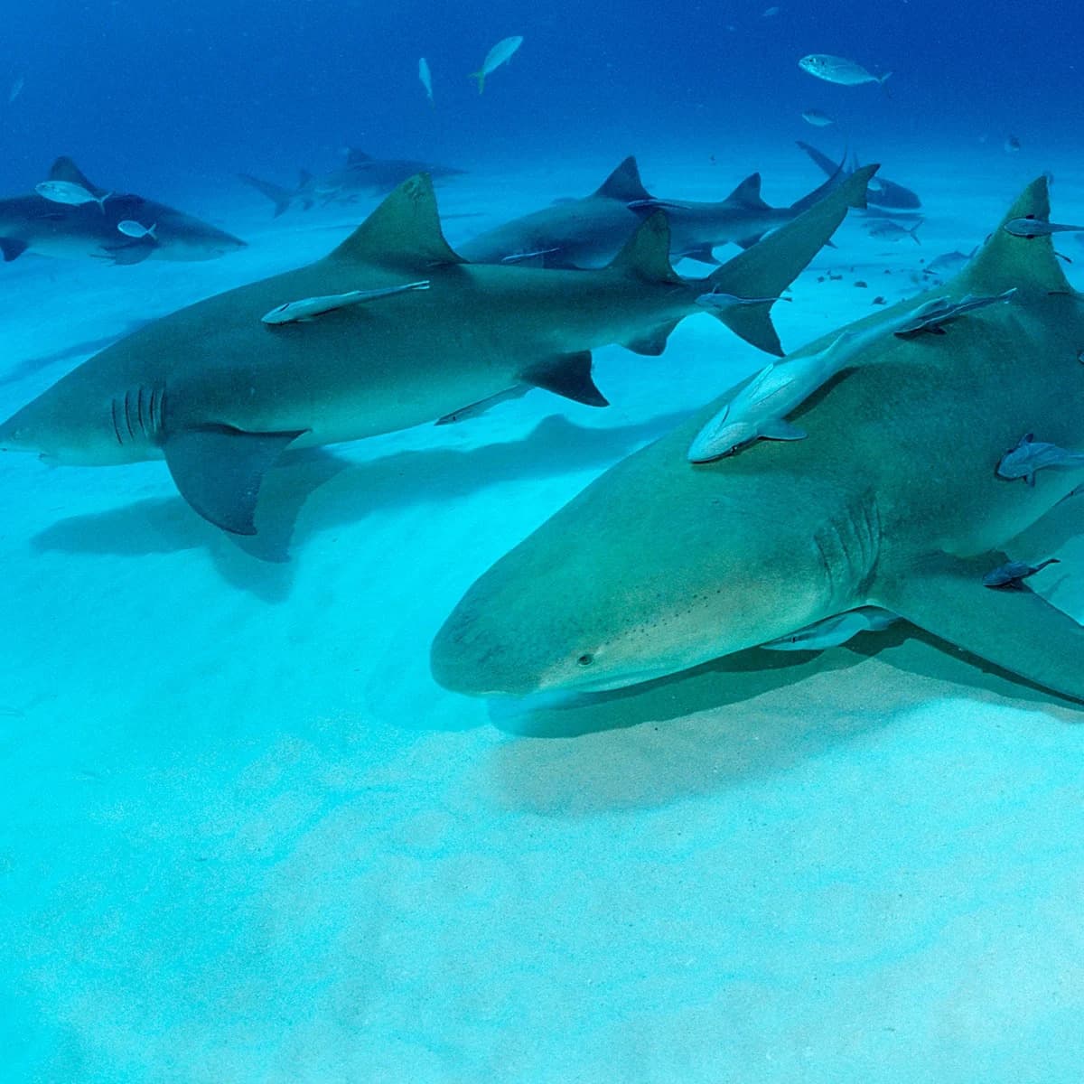 Cocaine, Caffeine and Painkillers Detected in Bahamian Sharks, New Study Warns