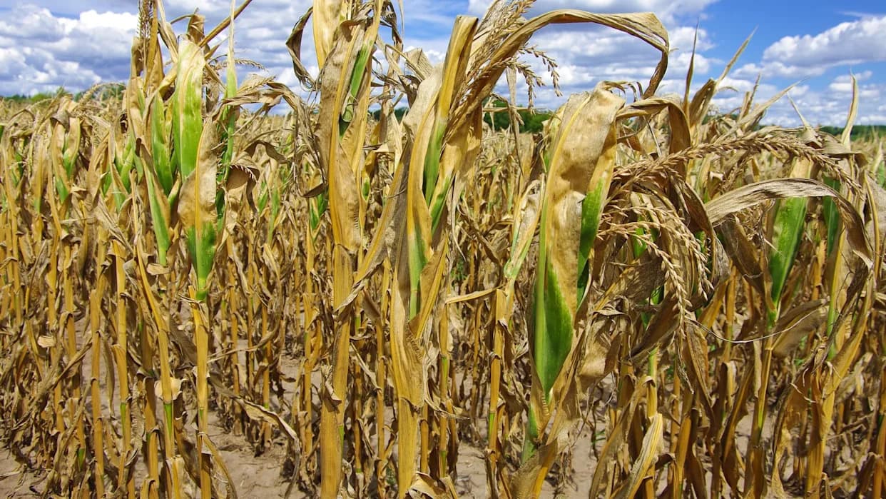 South Texas Faces Worst Drought in 70 Years as Farmers Sell Water, Quit Farming