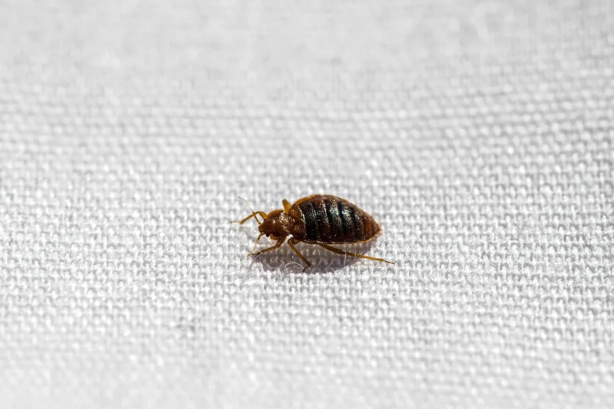 Accidental Lab Find: Bed Bugs Strongly Avoid Water — A New Clue for Control