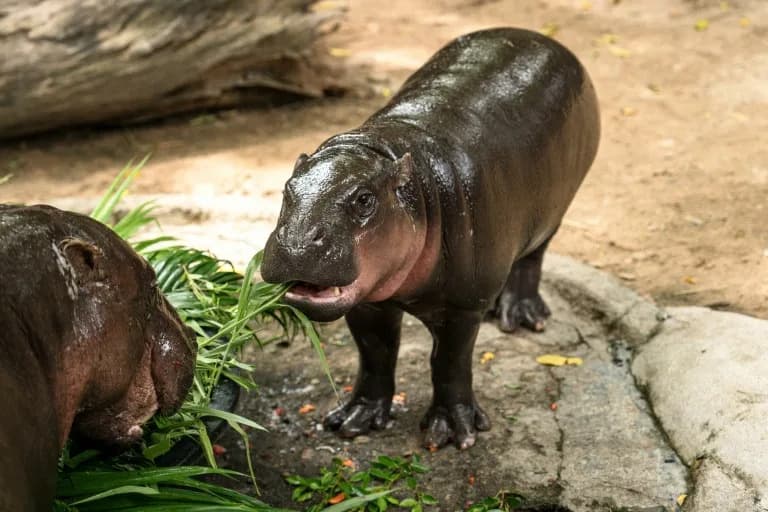 Thai Man Fined $300 After Trespassing Into Viral Hippo Moo Deng's Enclosure