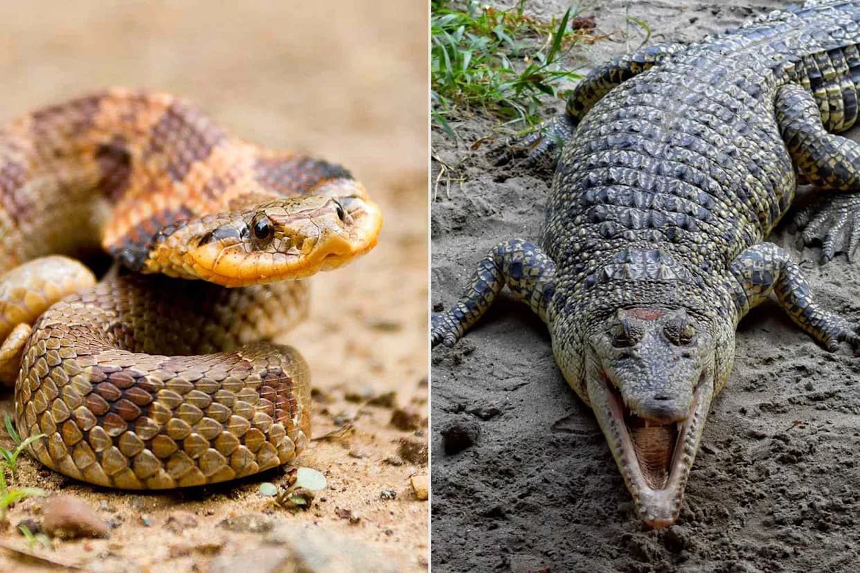 India Weighs Deploying Crocodiles and Venomous Snakes as a 'Biological Barrier' Along Bangladesh River Borders