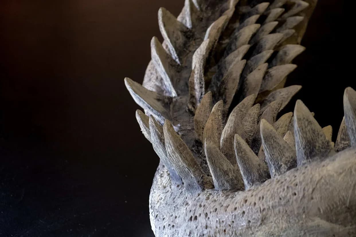 Ocean Acidification Is Corroding Shark Teeth — New Study Warns Of Ecological Ripple Effects