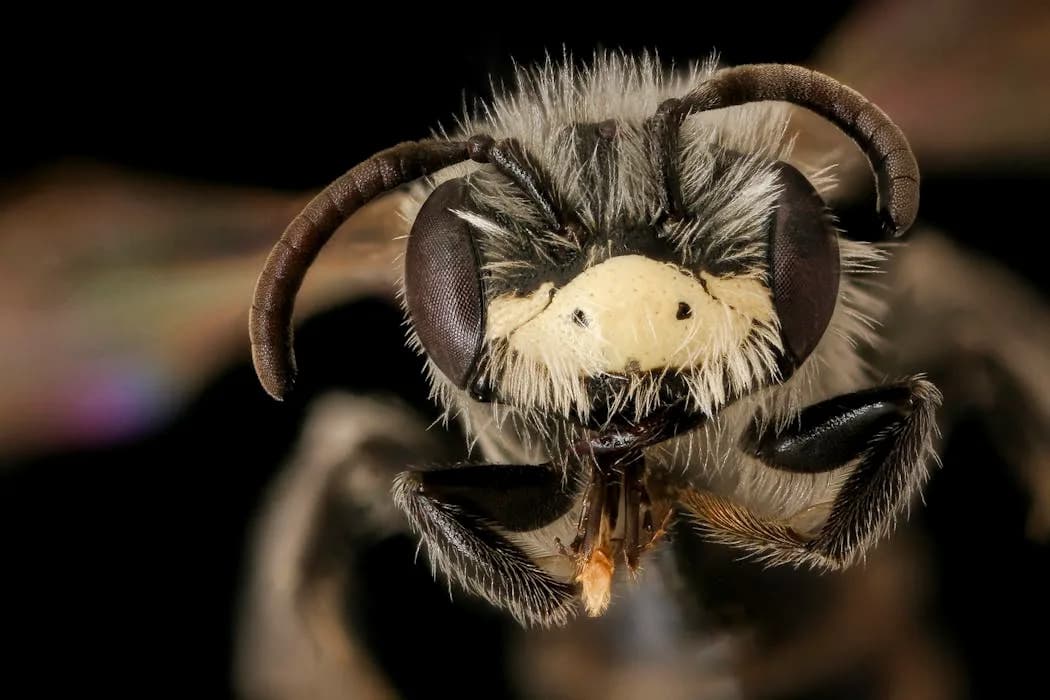 You Can Value All Bees — Including Managed Honey Bees