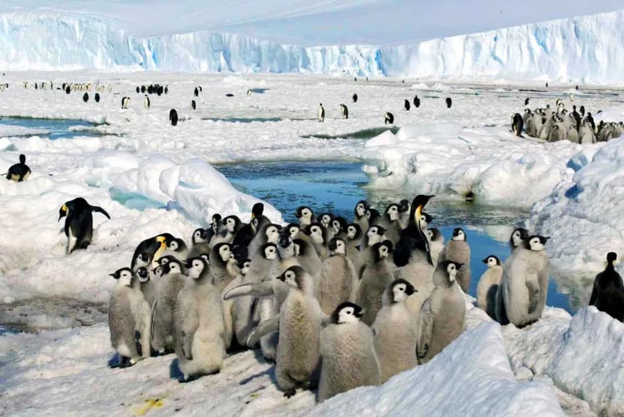 IUCN Reclassifies Emperor Penguin As Endangered; Sea Ice Loss Could Halve Population by 2080s