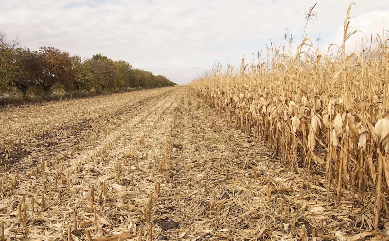 Heatwave Threatens Maize and Tobacco in Zimbabwe's Manicaland — Farmers Urge Solar Boreholes as Irrigation Fails
