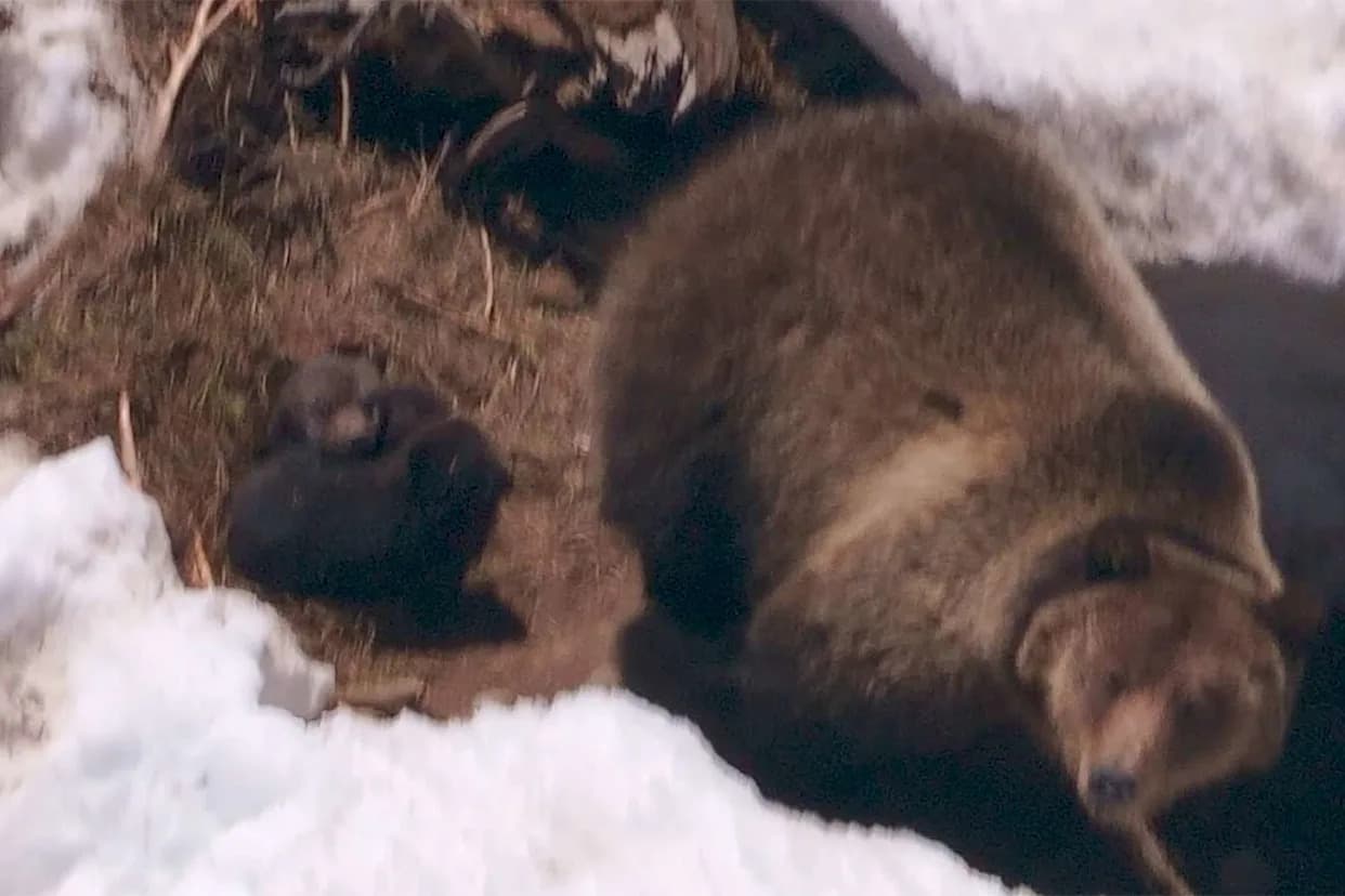 Relocated Grizzly Near Yellowstone Gives Birth to Two Cubs — A Milestone for Recovery