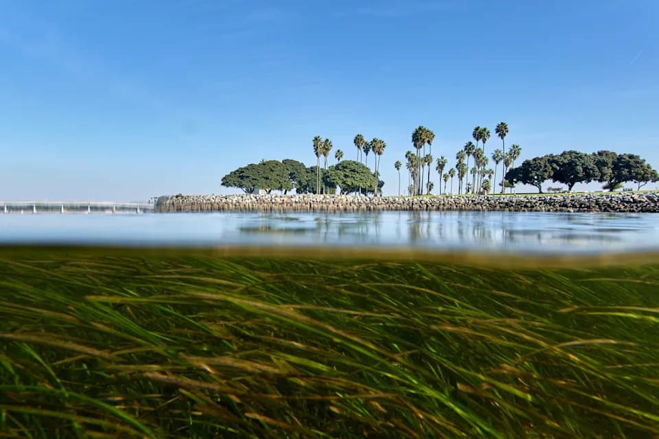 Climate Change Outruns Evolution — Scientists Use Genomics To Help Species Adapt
