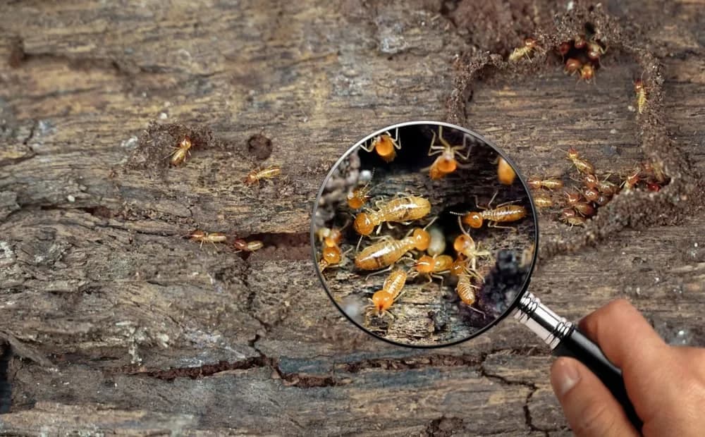 Meet Cryptotermes mobydicki — The Termite With a Whale‑Like Head Discovered in French Guiana