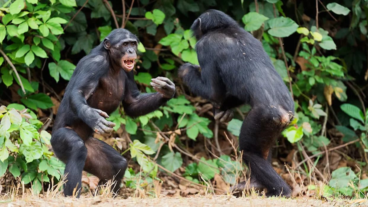 Deadly Split: Ngogo Chimpanzee Community Fractures Into Rival Factions in Uganda