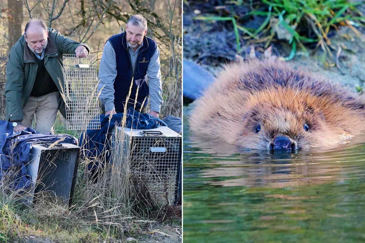 Beavers Reintroduced to Southill Estate After 400+ Years — A Small Family Returns to Bedfordshire