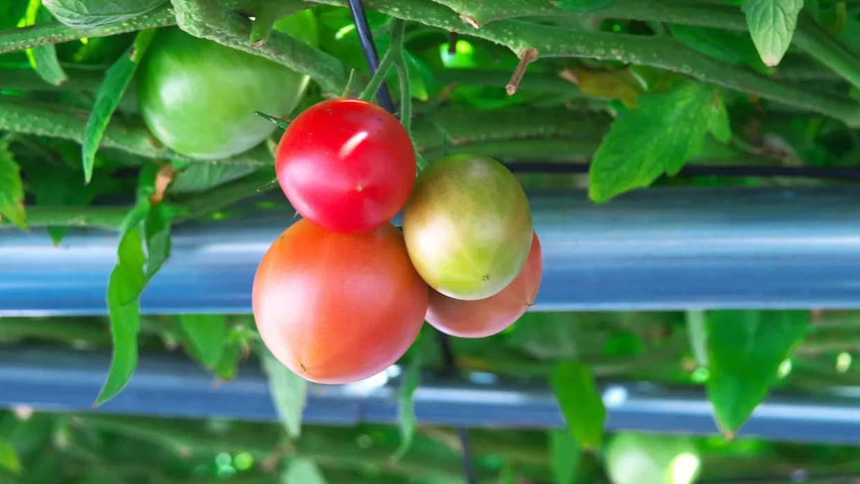 Tomatoes Under Solar Panels: Agrivoltaics Boosts Water Efficiency and Land Productivity