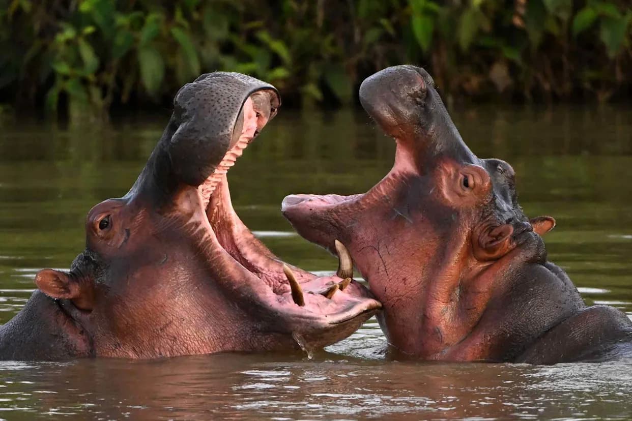 Colombia Announces Plan to Euthanize 80 Hippos Descended From Pablo Escobar's Animals