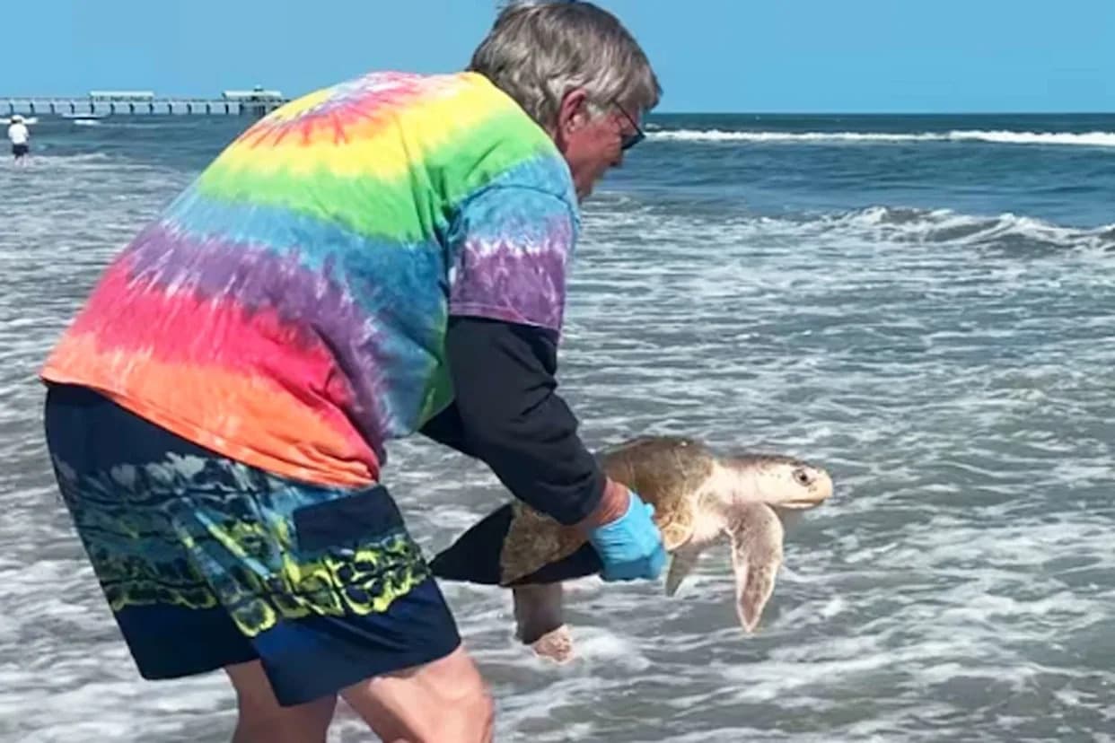 Beach Cleanup Volunteers Rescue Endangered Kemp's Ridley Turtle — 10,000 Pieces Of Trash Collected