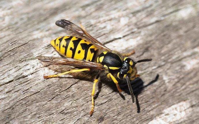 Warm Springs Can Sap Bees and Wasps: Study Finds Earlier Emergence, Lower Fat Reserves