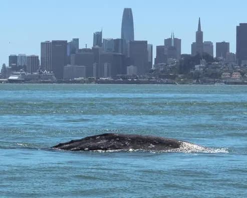 Once-Rare Gray Whales in San Francisco Bay Are Dying at Alarming Rates — Ship Strikes Implicated