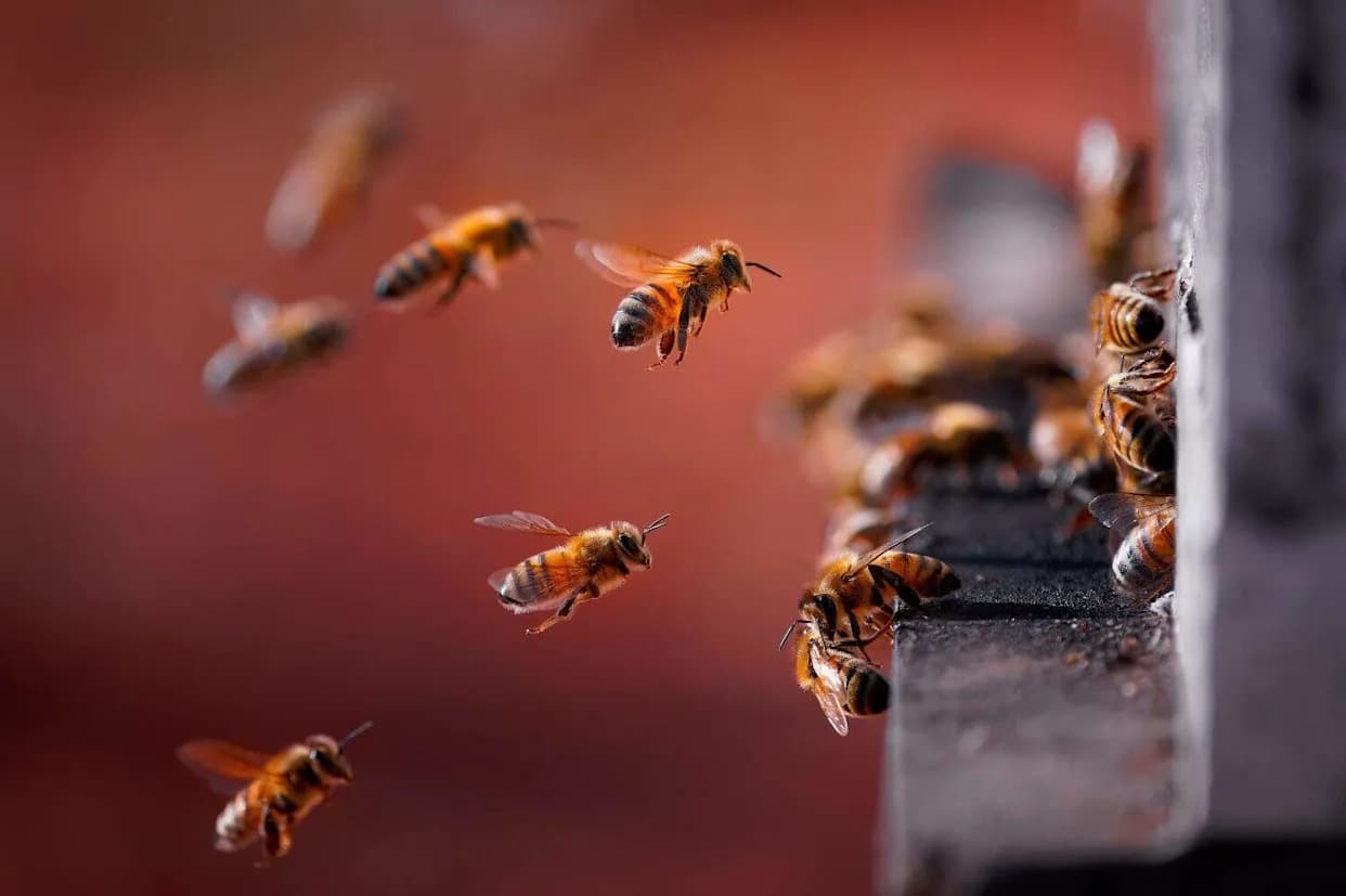 Bees Are Emerging Earlier Than Ever: How Warmer Winters Threaten Pollinators — And What Gardeners Can Do