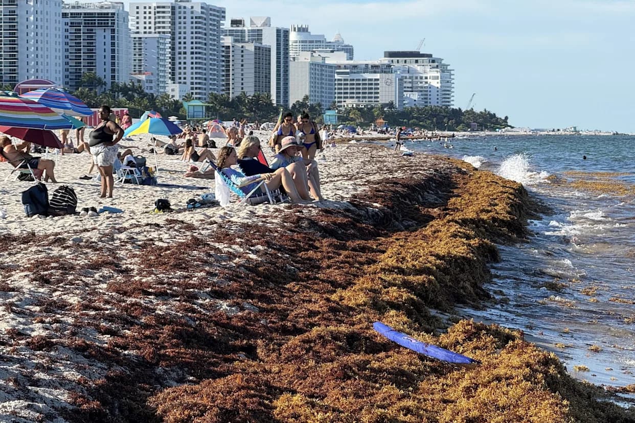 Sargassum Invasion: Study Traces Massive Atlantic Seaweed Blooms to the Gulf of Guinea