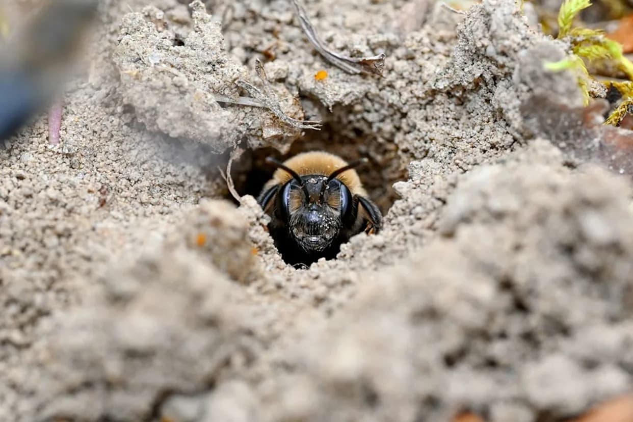 Researchers Find an Estimated 5.56 Million Bees Living Under a New York Cemetery — Possibly One of the Largest Aggregations Ever