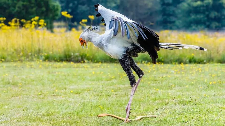 The Cobra‑Kicking Raptor: How the Secretary Bird Evolved Its Deadly ...
