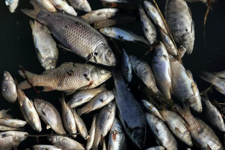 Polluted Floodwaters From Diyala Wipe Out Hundreds Of Tonnes Of Fish Along Iraq's Tigris